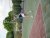 BAS Tennis