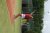 BAS Tennis