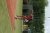 BAS Tennis