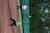 BAS Tennis