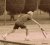 Angelique Hermus, BAS Tennis