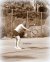 Angelique Hermus - BAS Tennis