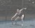 Angelique Hermus - BAS Tennis & Padel
